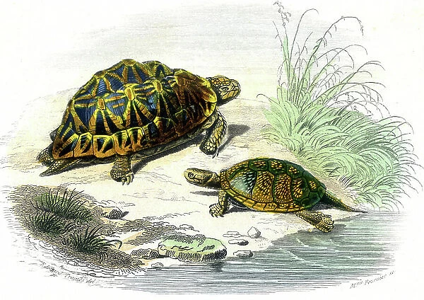 Geometric Turtle (Testudo geometrica) and Yellow Turtle