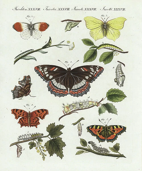 German butterflies: Poplar admiral (great Sylvain), Limenitis populi 1, orange tip (aurora), Anthocharis cardamines 2, common brimstone (lemon), Gonepteryx rhamni 3, comma (robert le diable), Polygonia c-album 4