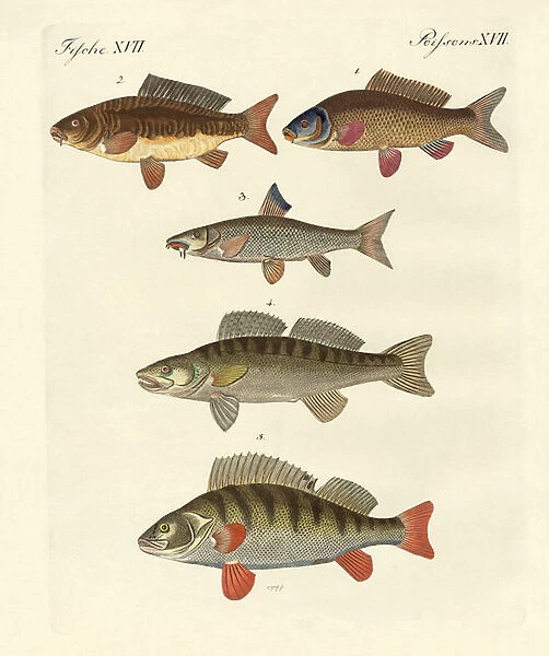 German sea fish (coloured engraving)