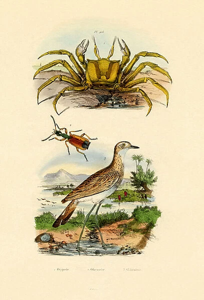 Ghost Crab, 1833-39 (coloured engraving)