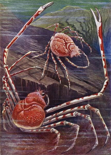 The Giant Crab of Japan (colour litho)
