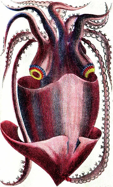 Giant squid, 1805 (engraving)