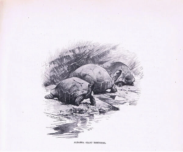 Giant Tortoises, illustration from Wildlife of the World, c. 1910 (colour litho)