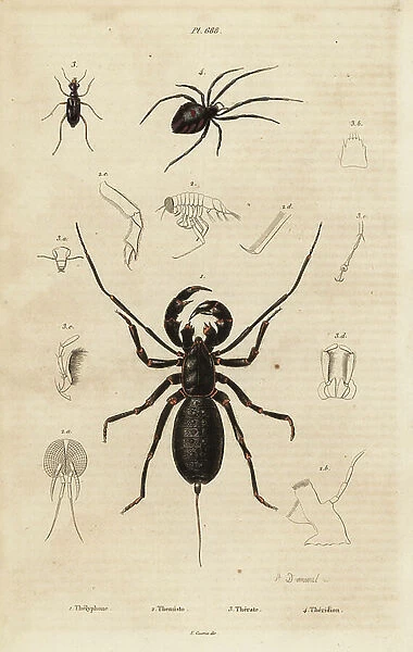 Giant whip scorpion, Mastigoproctus giganteus, beetle, Theratus species, and cobweb spider, Theridion species