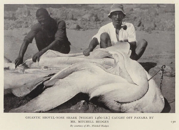 Gigantic shovel-nose shark, weight 1460 lb, caught off Panama by Mr Mitchell Hedges (b  /  w photo)