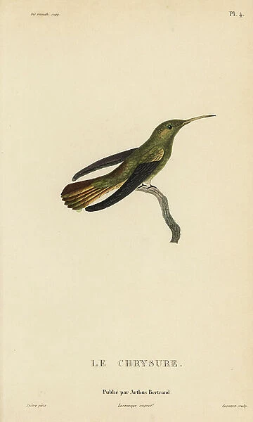 Gilded sapphire, Hylocharis chrysura (Ornismya chrysura). Adult male. Handcolored steel engraving by Coutant after an illustration by Jean-Gabriel Pretre from Rene Primevere Lesson's Natural History of the Colibri Genus of Hummingbirds