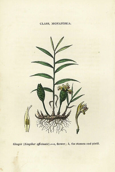 Ginger, Zingiber officinale. Handcoloured woodblock engravings from James Main's Popular Botany, Orr and Smith, London, 1835. James Main (1775-1846) was a Scottish gardener, botanist and writer