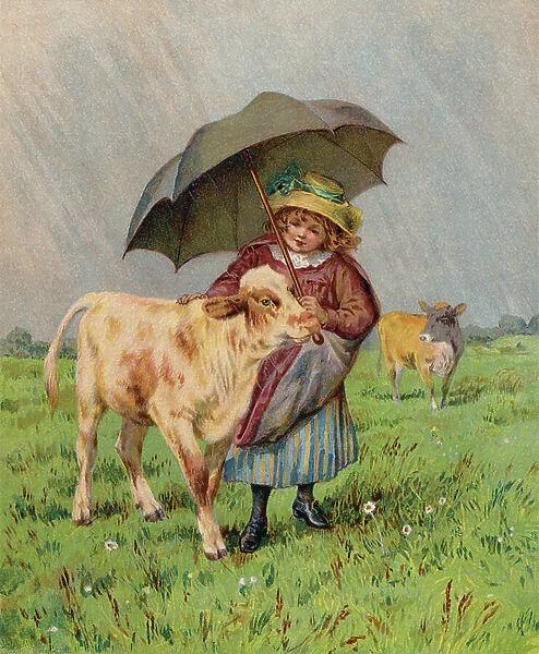 Girl sheltering a calf from the rain (colour litho)