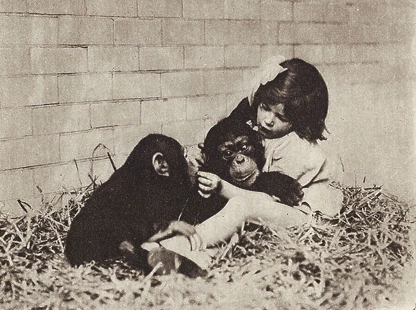Girl at the zoo feeding raisins to chimpanzees (b / w photo)
