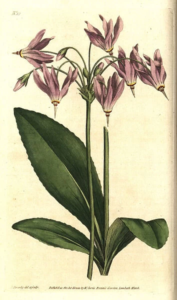 Giroselle of Virginia - American cowslip or Meads dodecatheon, Dodecatheon meadia. Handcolured copperplate engraving after a botanical illustration by James Sowerby from William Curtis The Botanical Magazine, Lambeth Marsh, London, 1787