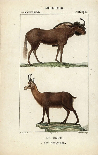 Gnou et chamois - Eau forte by Jean Gabriel Pretre (1780-1845), engraved by Carnonkel, for the dictionary of natural sciences: mammals by Frederic Cuvier, edited by Pierre Jean Francois Turpin (1775-1840), published by F.G.Levrault, in Paris, 1816