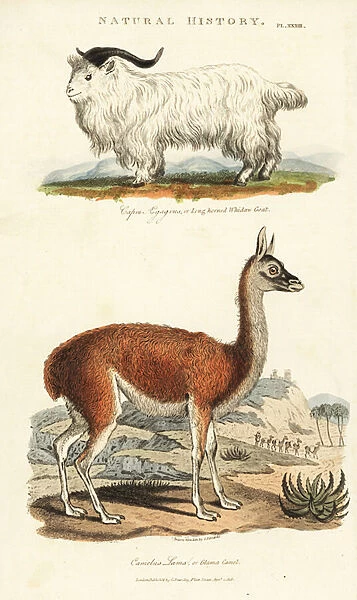 Goat and lama - Long-horned whidaw goat, Capra aegagrus, and llama, Lama glama (Glama camel, Camelus lama). Handcoloured copperplate engraving after Sydenham Edwards from John Mason Goods Pantologia, a New Encyclopedia, G