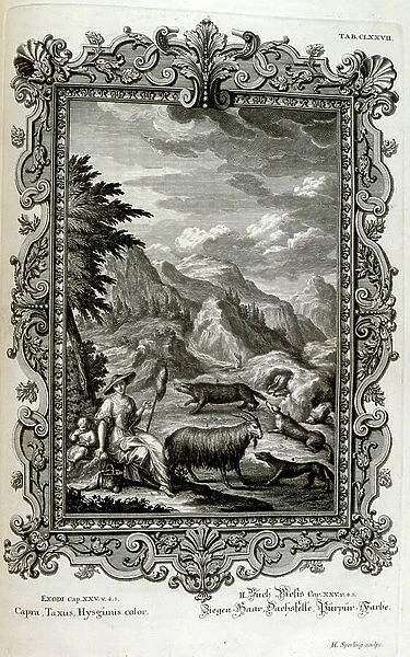 Goatherd with goats, 18th century (engraving)
