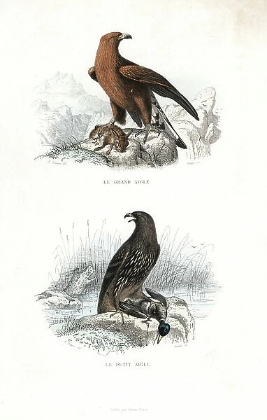 Golden eagle, Aquila chrysaetos, with rabbit and spotted eagle, Aquila clanga, with duck. Handcoloured engraving on steel by Oudet after a drawing by Edouard Travies from Richard's ' New Edition of the Complete Works of Buffon, ' Pourrat Freres