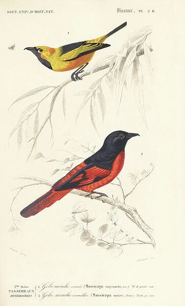 Golden monarch, Monarcha chrysomela, and Sunda minivet, Pericrocotus miniatus. Handcoloured engraving by Fournier after an illustration by Edouard Travies from Charles d'Orbigny's Dictionnaire Universale d'Histoire Naturelle