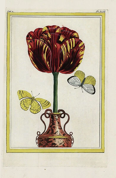The Golden Sheet Tulippe. Cloth of gold hybrid tulip. Handcoloured etching from Pierre Joseph Buchoz Precious and illuminated collection of the most beautiful and curious flowers, grown both in the gardens of China and in those of Europe, Paris