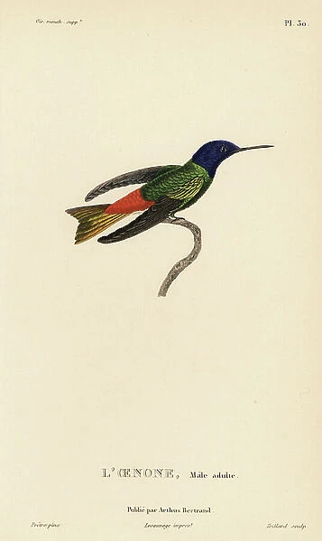 Golden-tailed sapphire, Chrysuronia oenone (Ornismya oenone). Male adult. Handcolored steel engraving by Coutant after an illustration by Jean-Gabriel Pretre from Rene Primevere Lesson's Natural History of the Colibri Genus of Hummingbirds