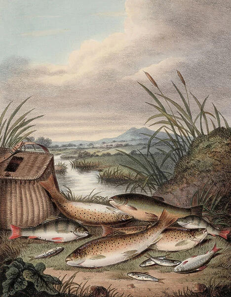 A good days fishing (coloured engraving)