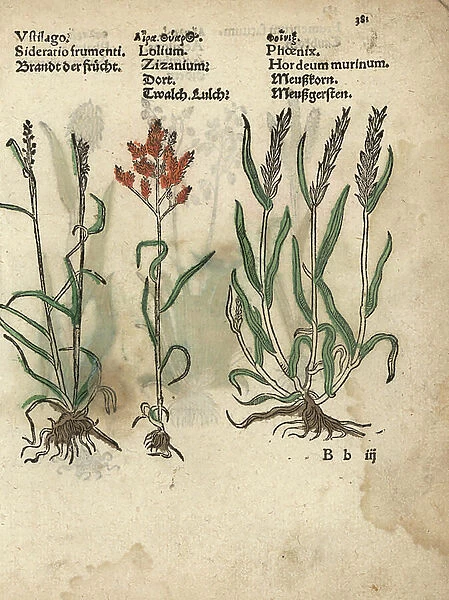 Grain variety, Ustilago, darnel, Lolium temulentum, and wall barley, Hordeum murinum. Handcoloured woodblock engraving of a botanical illustration from Adam Lonicer's Krauterbuch, or Herbal, Frankfurt, 1557