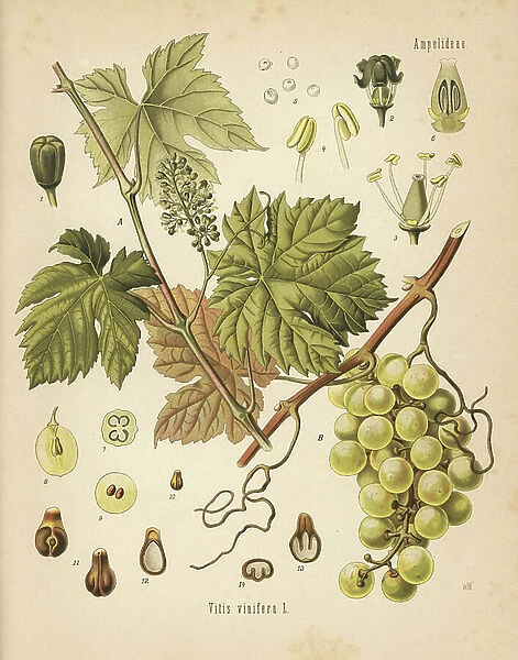 Grapevine with grapes, Vitis vinifera. Chromolithograph after a botanical illustration by Walther Muller from Hermann Adolph Koehler's Medicinal Plants, edited by Gustav Pabst, Koehler, Germany, 1887
