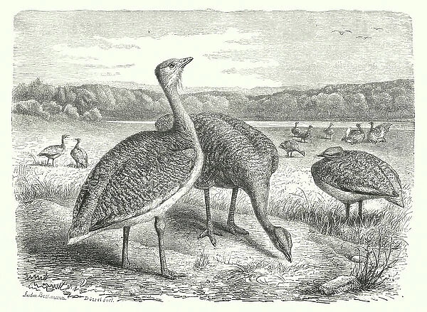 The Great Bustard (engraving)