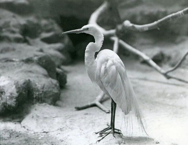 A Great  /  Common Egret or Great White Heron in breeding plumage
