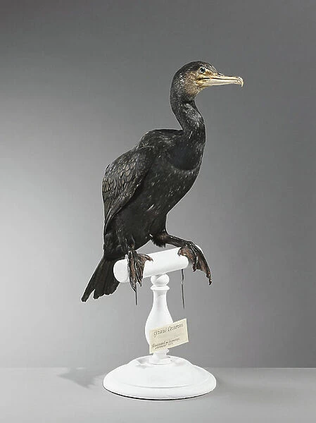 Great cormorant or common cormorant (Phalacrocorax carbo), great black cormorant - Museum d'histoire naturelle de Marseille
