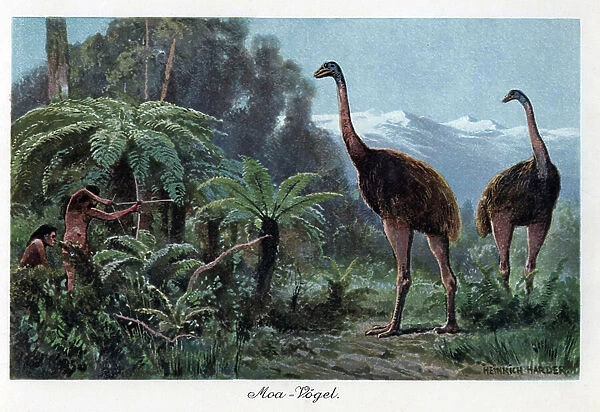 Great moas (Dinornis Robustus) hunted by prehistoric men with bows and arrows. The Moas, a species endemic to New Zealand, were birds that could not fly. The species has become weaker because of the intensive hunting of Maori