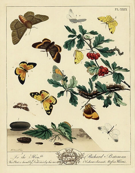 Great or oak eggar moth, Lasiocampa quercus, brimstone moth, Opisthograptis luteolata, and clouded yellow butterfly, Colias croceus, china mark likeness, Scopula olivalis, wood white butterfly, Leptidea sinapis, on hawthorn leaves