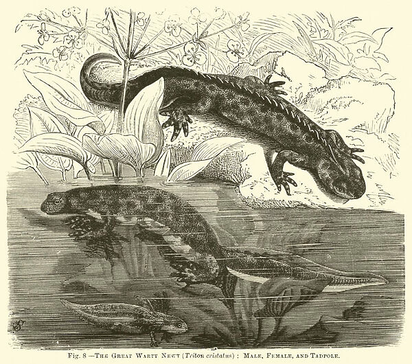 The Great Warty Newt (Triton cristatus), Male, Female, and Tadpole (engraving)