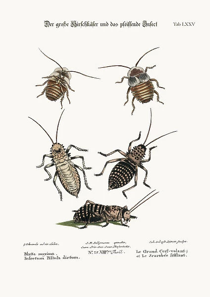 The Greater Cockroach, and the Whistle Insect, 1749-73 (coloured engraving)