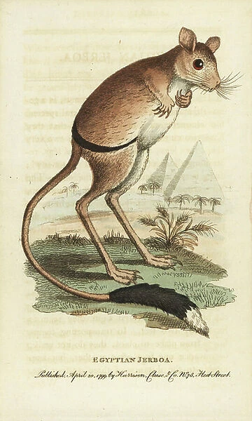 Greater Egyptian jerboa, Jaculus orientalis, with pyramids in the background. Illustration copied from George Edwards. Handcoloured copperplate engraving from ' The Naturalist's Pocket Magazine, ' Harrison, London, 1799