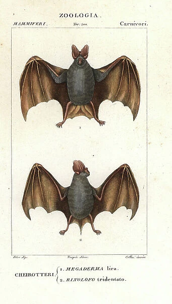 Greater false vampire bat, Megaderma lyra, and horseshoe bat, Rhinolophus tridens