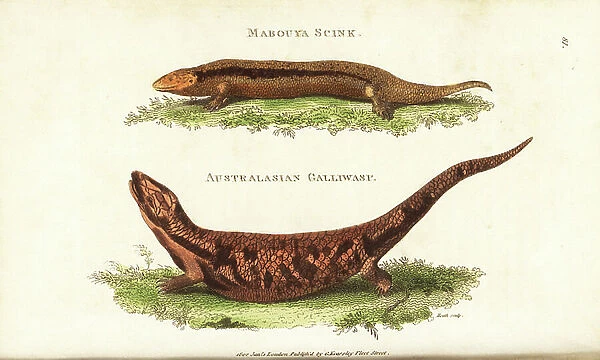 Greater Martinique skink, Mabuya mabouya (mabouya skink, Lacerta mabouya) and extinct galliwasp, Celestus occiduus (Australasian galliwasp, Lacerta occidua)