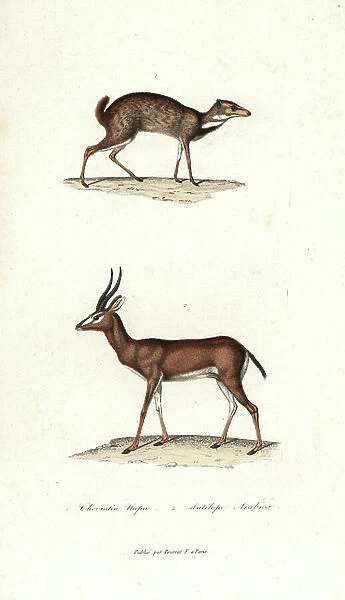 Greater mouse-deer or napu, Tragulus napu, and Arabian gazelle, Gazella arabica. Handcoloured copperplate engraving from Rene Primevere Lesson's Complements de Buffon, Pourrat Freres, Paris, 1838