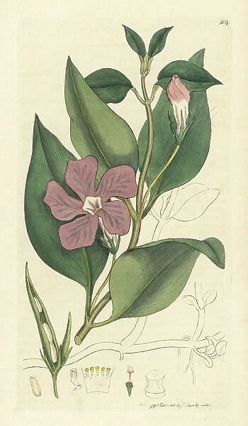 Greater periwinkle, Vinca major (grande periwinkle) Handcoloured copperplate engraving after a drawing by James Sowerby for James Smith's English Botany, 1797