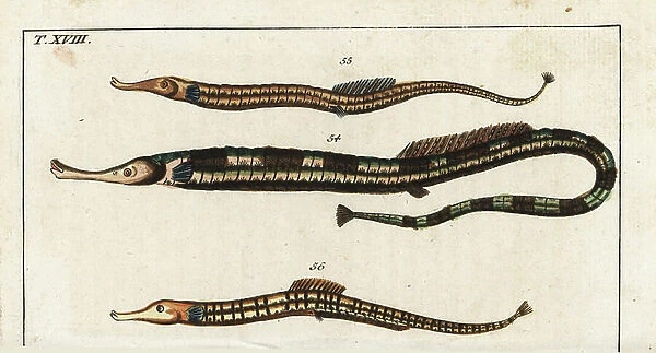Greater pipefish, Syngnathus acus 54, and Sargassum pipefish. Handcolored copperplate engraving from Gottlieb Tobias Wilhelm's Encyclopedia of Natural History: Fish, Augsburg, 1804