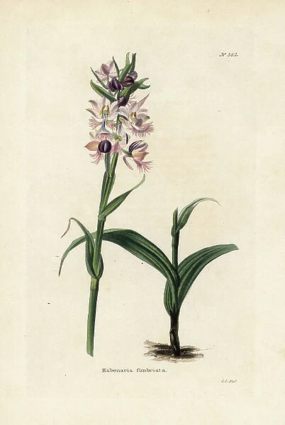 Greater purple fringed orchid, Platanthera grandiflora (Habenaria fimbriata). Handcoloured copperplate engraving by George Cooke from Conrad Loddiges Botanical Cabinet, Hackney, London, 1821