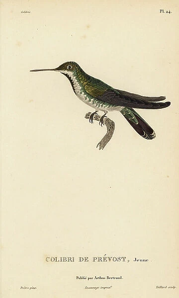 Green-breasted mango, Anthracothorax prevostii (Trochilus prevostii). Juvenile. Handcolored steel engraving by Coutant after an illustration by Jean-Gabriel Pretre from Rene Primevere Lesson's Natural History of the Colibri Genus of Hummingbirds