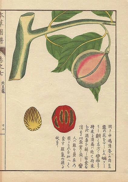 Green and pink seeds of nutmeg and mace, Myristica fragrans Houtt