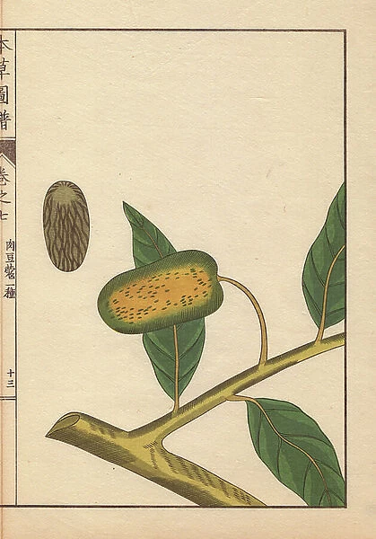 Green seeds and leaves of wild nutmeg and mace, Myristica fatua Houtt