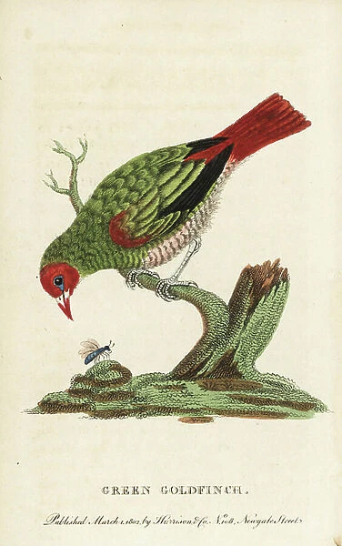 Green-winged pytilia (green goldfinch), Pytilia melba. Illustration copied from George Edwards. Handcoloured copperplate engraving from ' The Naturalist's Pocket Magazine, ' Harrison, London, 1802