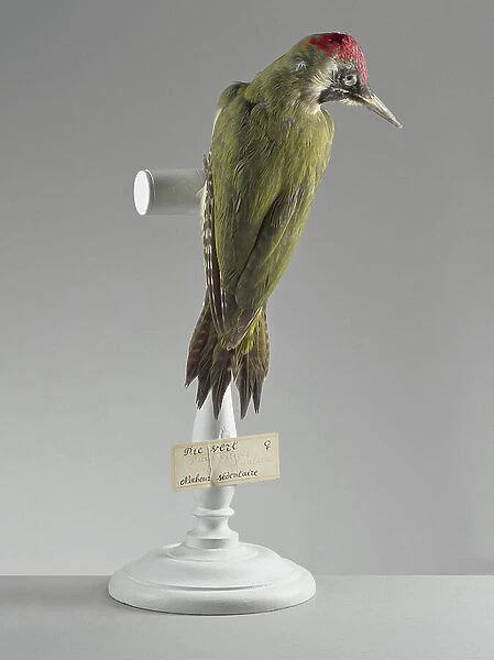 Green woodpecker (Picus viridis) - European green woodpecker - Museum d'histoire naturelle de Marseille