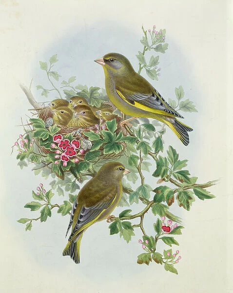 Greenfinch, 1873 (w  /  c, pencil on paper)