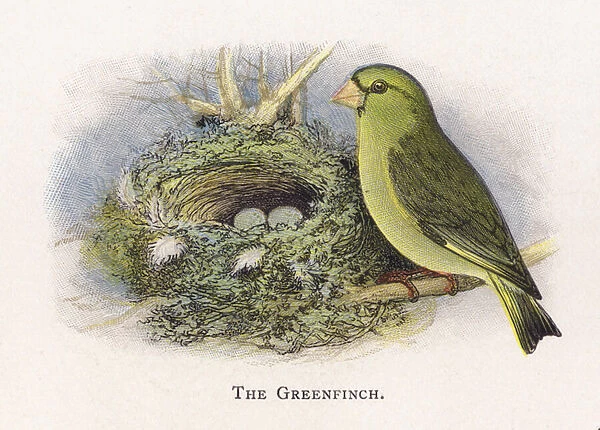 The Greenfinch (chromolitho)