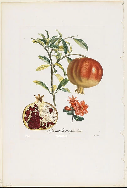 Grenadier a fruit doux, from Traite des Arbres Fruitiers