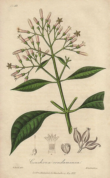 Grey Quinquina (Cinchona officinalis) - Strong water by William Clarke to illustrate ' Medical Botanical, Description of the Medicinal Plants of London, Edinburgh and Dublin' by John Stephenson and James Morss Churchill