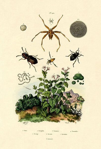 Ground Beetle, 1833-39 (coloured engraving)