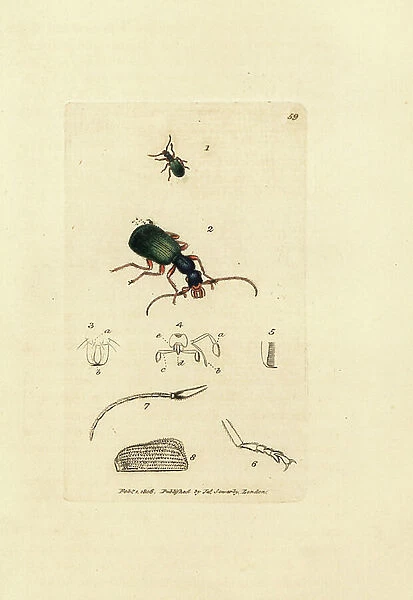 Ground beetle, Drypta dentata (Golden-mouthed carabus, Carabus chrysostomos). Handcoloured copperplate engraving by James Sowerby from The British Miscellany, or Coloured figures of new, rare, or little known animal subjects