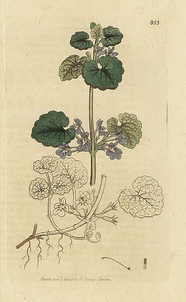 Ground ivy, Glechoma hederacea (terrestrial ivy) Handcoloured copperplate engraving after a drawing by James Sowerby for James Smith's English Botany, 1801